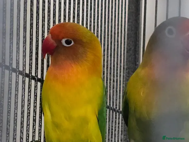 Lovebirds birds Breeding pair lovebirds - Advert 2