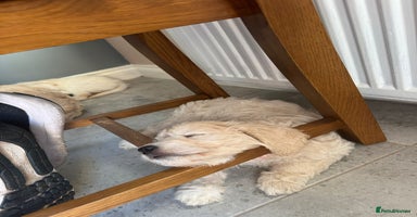 Goldendoodle dogs - Advert 1