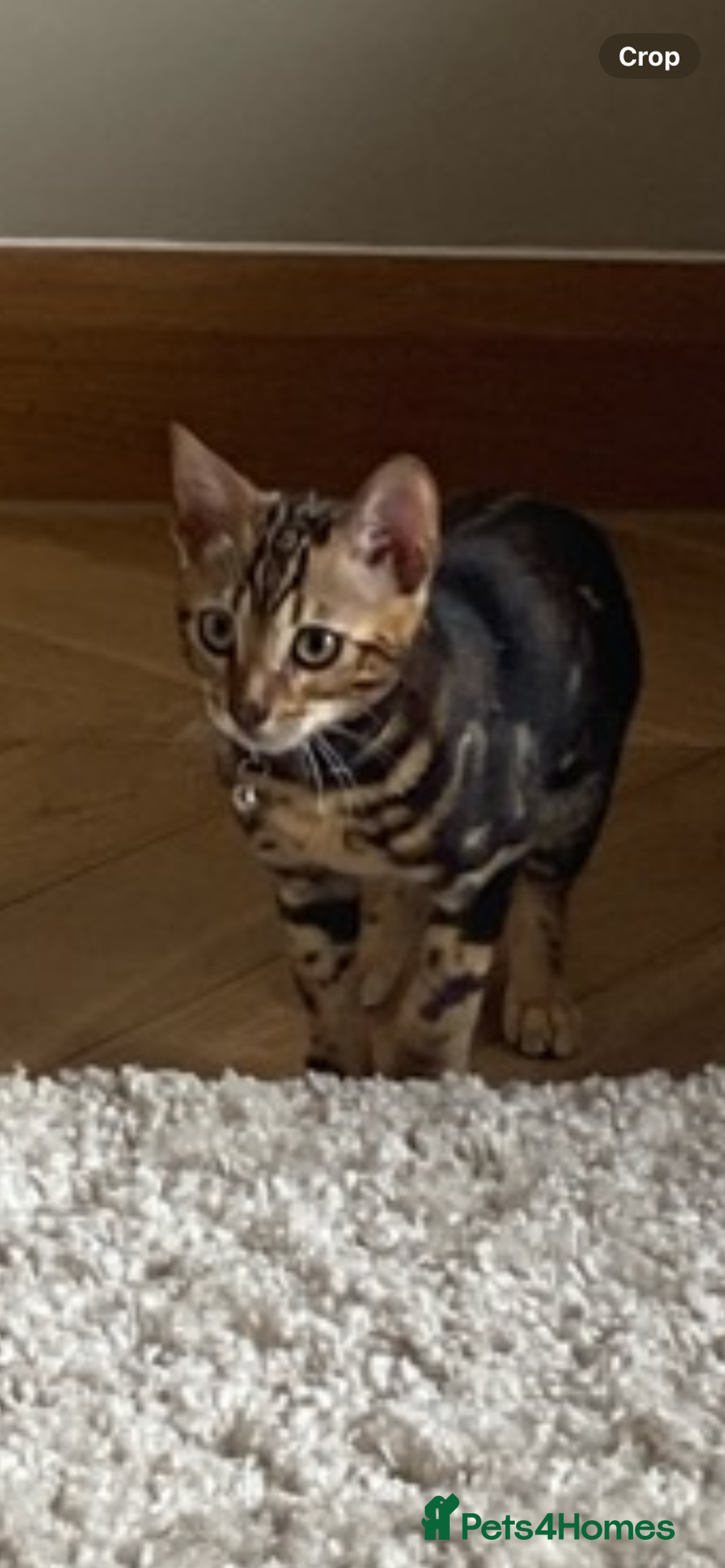 Bengal cats for sale: Beautiful playful Bengal girl - Advert 1