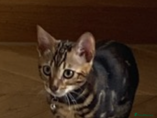 Bengal cats Beautiful playful Bengal girl - Advert 12