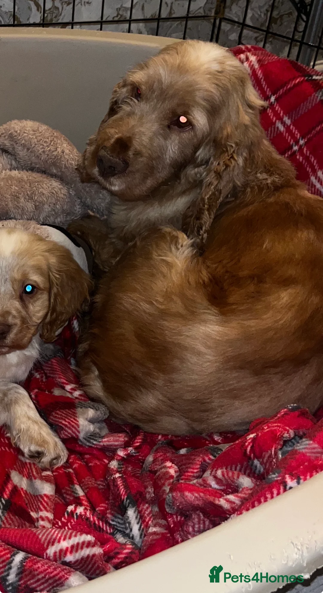 Cocker Spaniel dogs for sale: Cocker spaniel puppies  - Advert 2