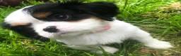 Cavalier King Charles Spaniel dogs for sale: Cavalier King Charles puppies  in Warrington - Advert 20