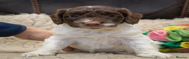 Cockapoo 4