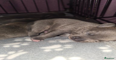 Staffordshire Bull Terrier dogs - Advert 10