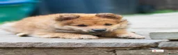 Mixed Breed dogs for sale: Italian Volpino puppies 🦊 - Advert 8