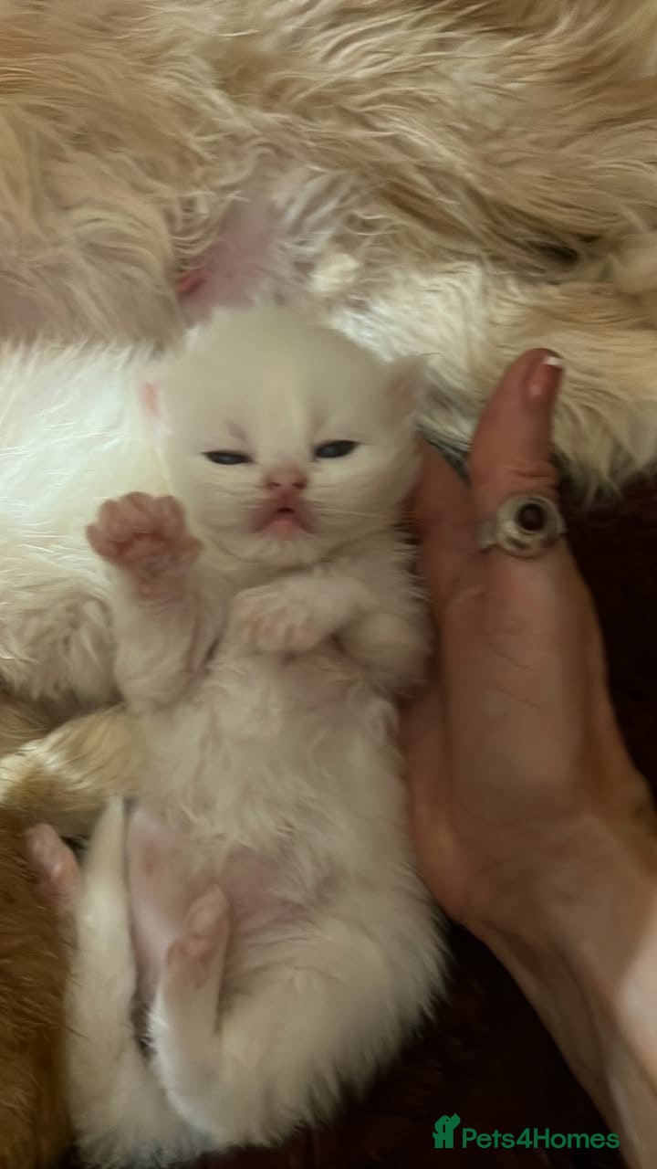 Persian cats Kittens EXOTIC LONG HAIR PERSIAN DOLL FACE - Advert 1