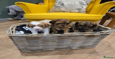 Cavapoo dogs - Advert 8