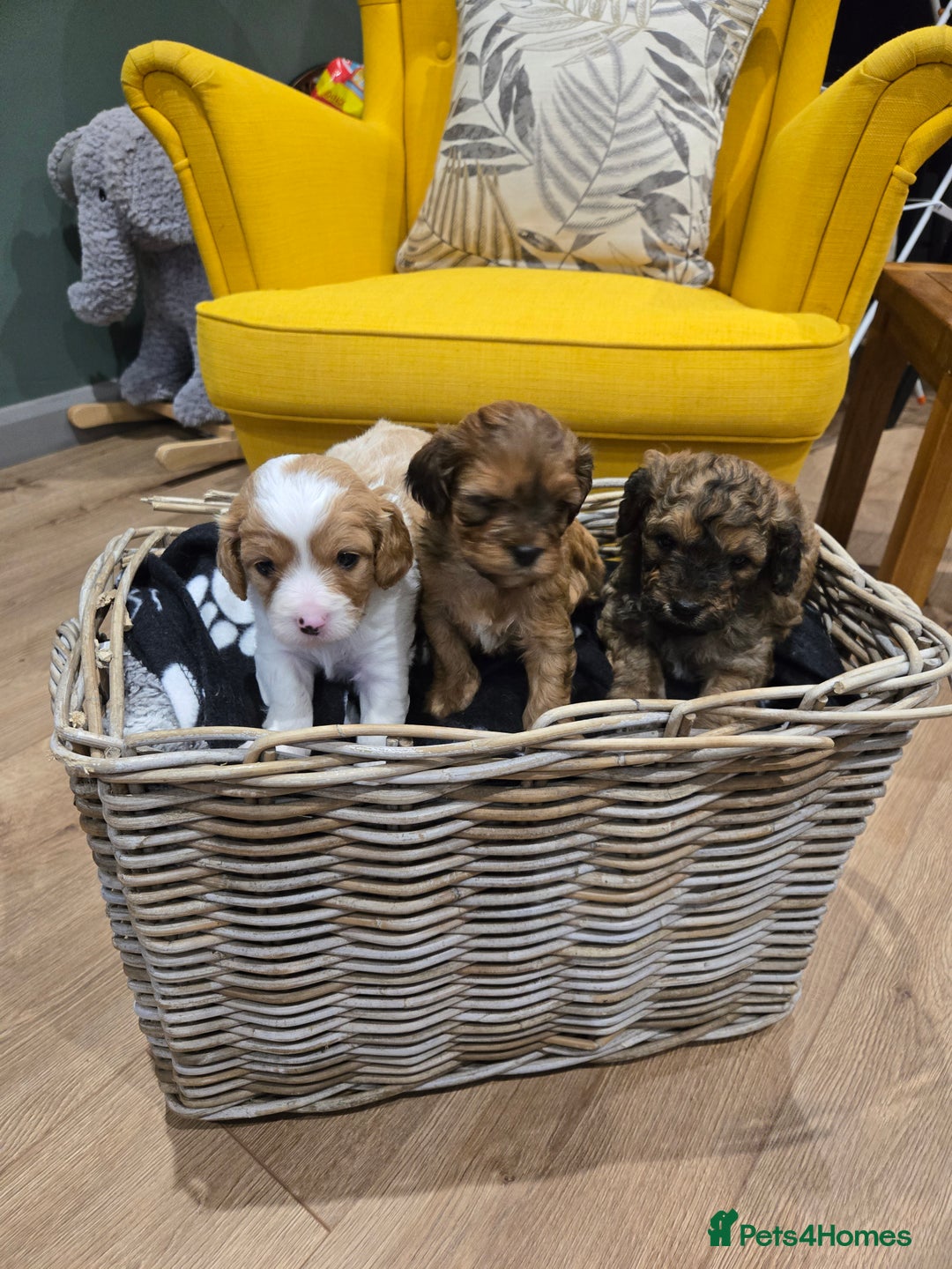 Cavapoo dogs for sale: cavapoo puppies - Image 2