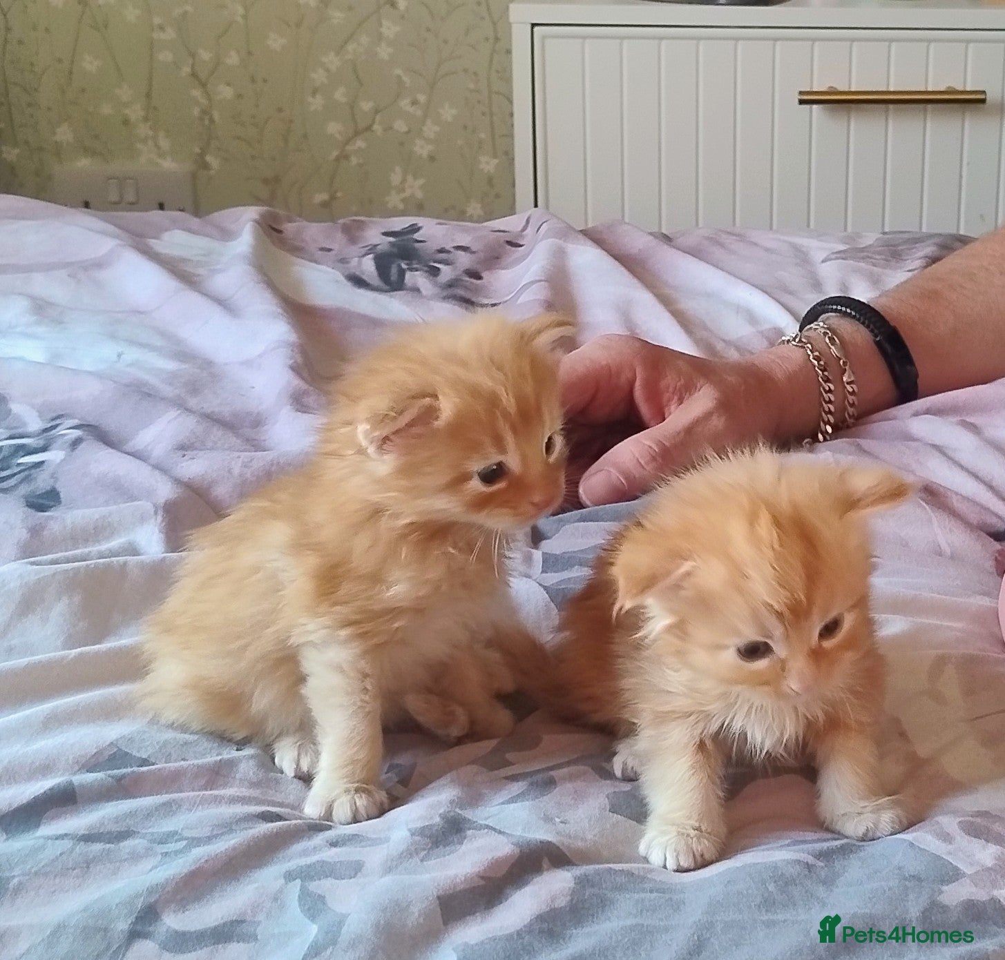 Maine Coon cats 4 Affectionate Maine Coon Kittens For Sale  - Advert 8
