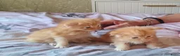 Maine Coon cats for sale: 4 Affectionate Maine Coon Kittens For Sale  - Advert 6