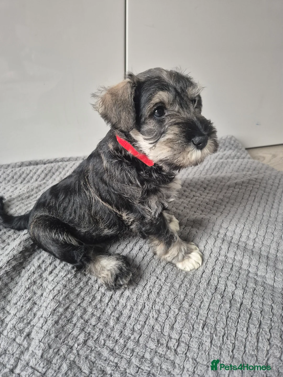 Miniature Schnauzer dogs for sale: KC Registered Miniature Schnauzer Puppies - Advert 23