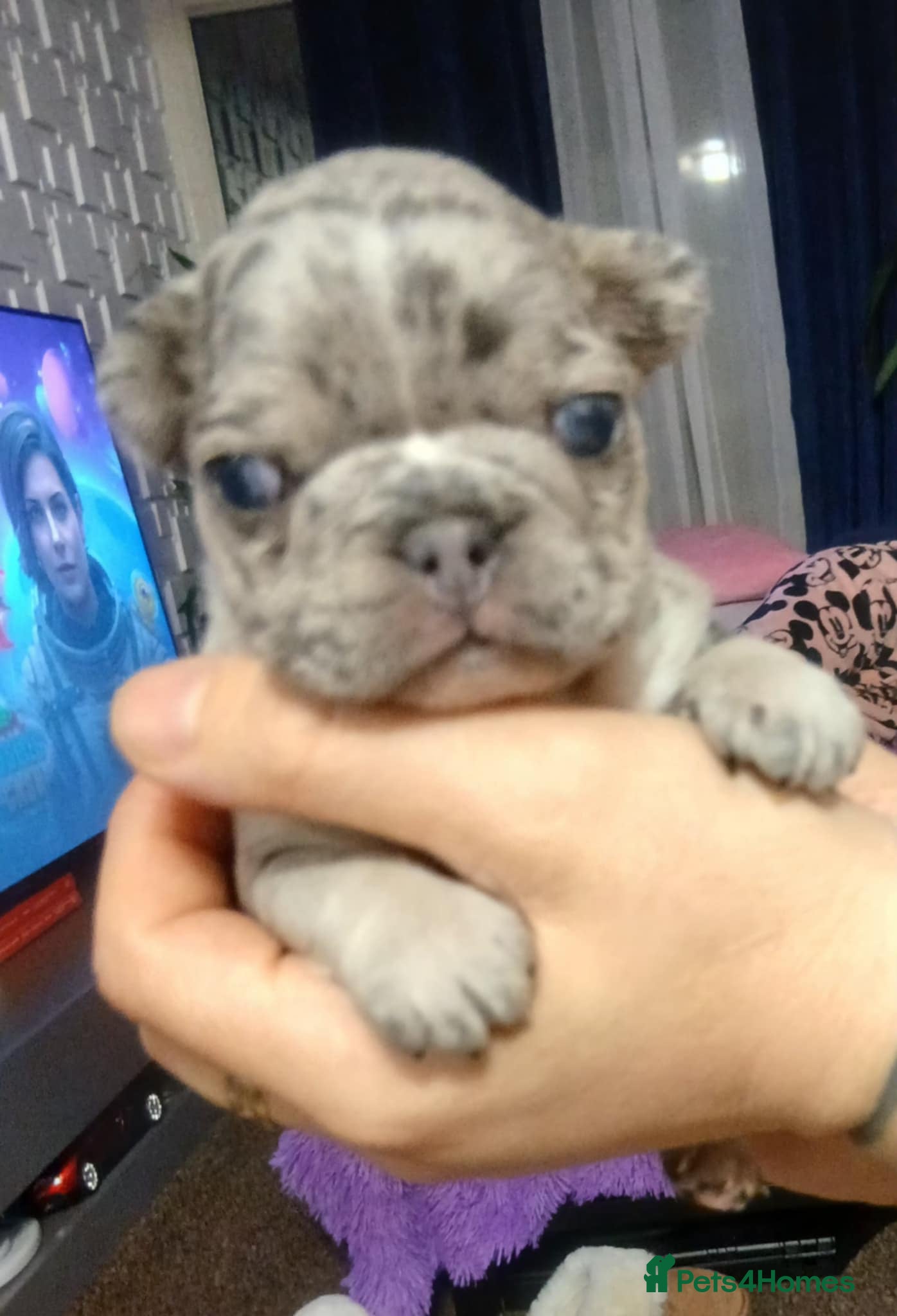 French Bulldog dogs French bulldog  - Advert 1