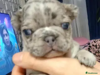 French Bulldog dogs French bulldog - Advert 1