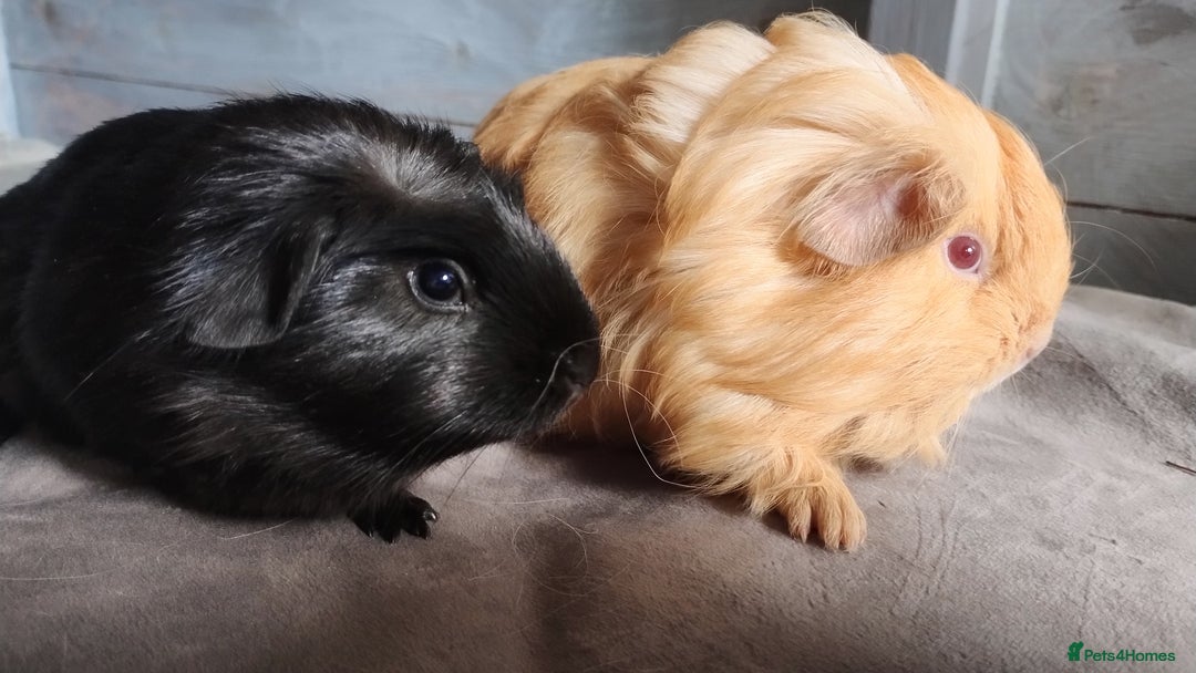 Guinea Pig rodents for sale: Pair of male guinea pigs so beautiful  - Image 1
