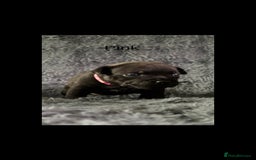Staffordshire Bull Terrier dogs for sale: Paws Above The Rest  - Image 29