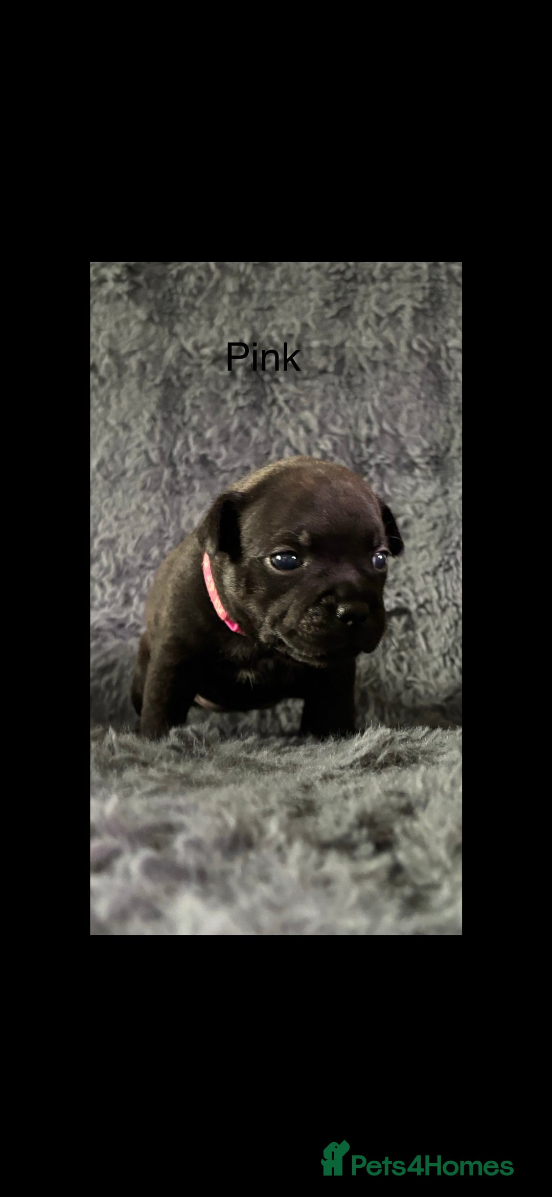 Staffordshire Bull Terrier dogs for sale: Paws Above The Rest  - Image 29
