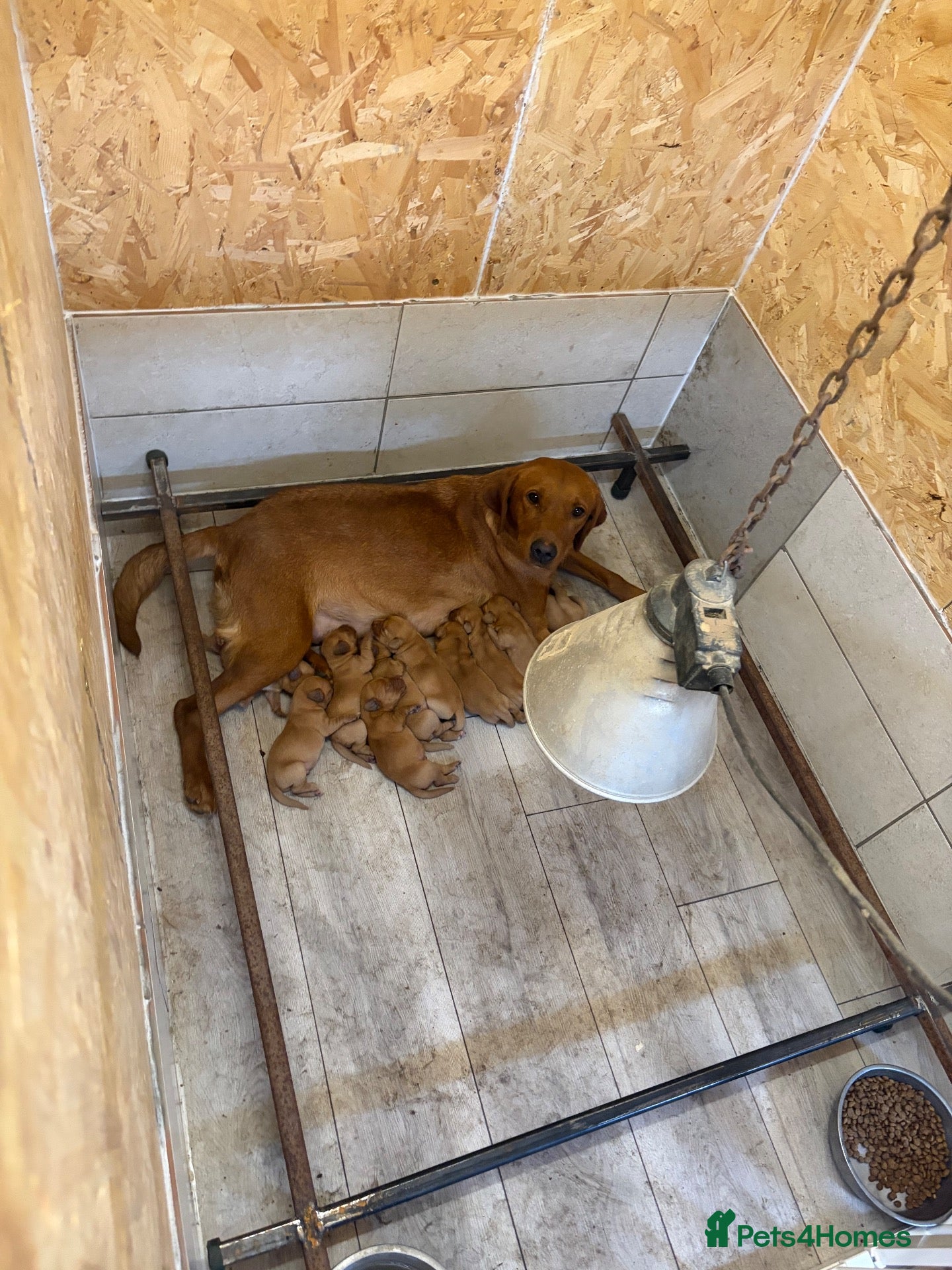 Labrador Retriever dogs Beautiful Litter of Fox Red Labrador Puppies 🦊 🐶 - Advert 1
