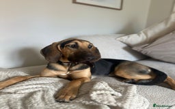 Bloodhound dogs for sale: Bloodhound  - Image 2