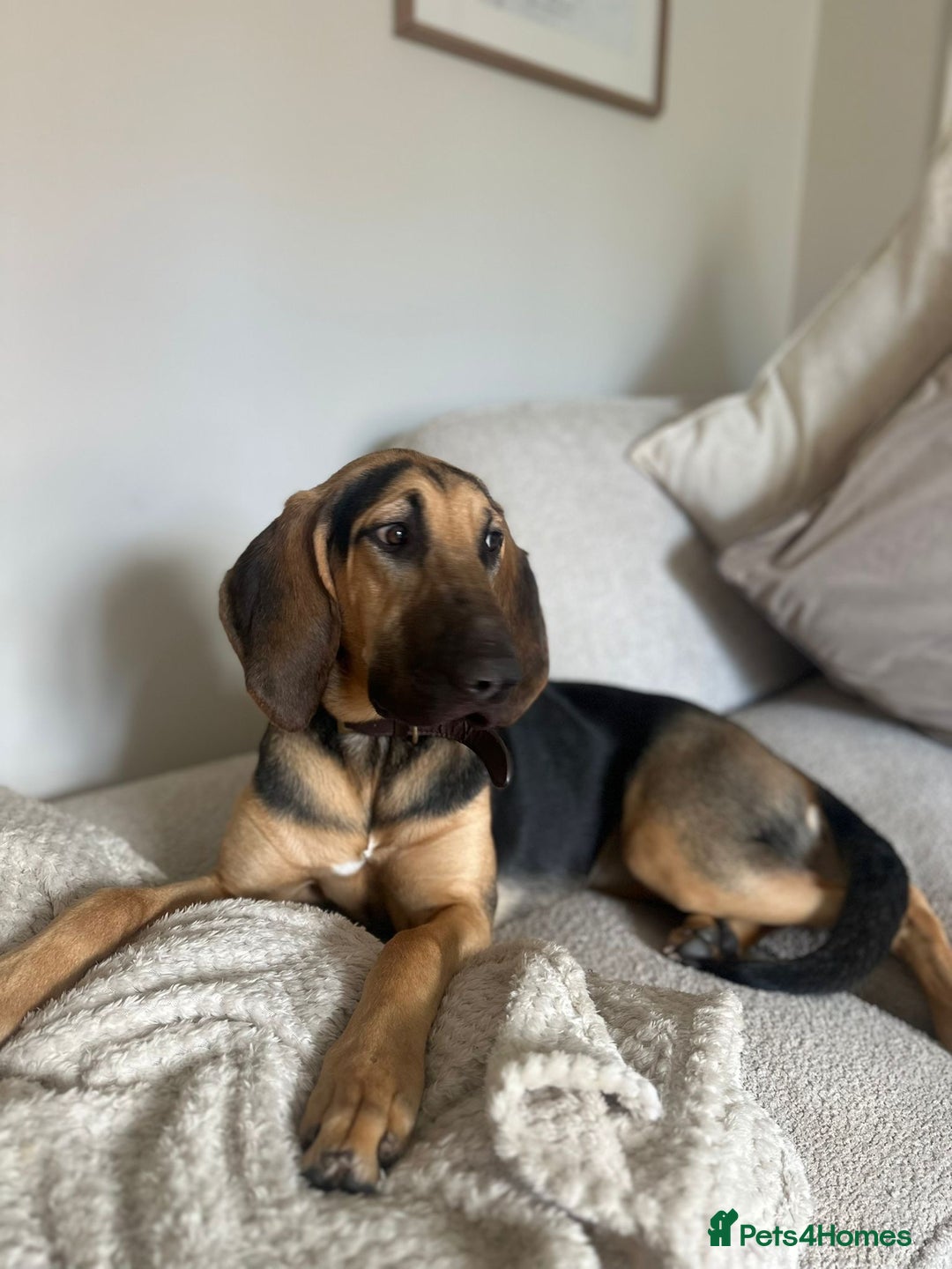 Bloodhound dogs for sale: Bloodhound  - Image 2