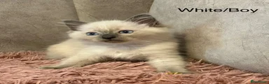 Ragdoll 5