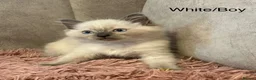 Ragdoll cats for sale: Bi-colour Ragdoll Kittens,Choc & Blue Sealpoint - Advert 9