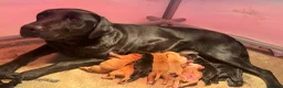 Labrador Retriever dogs for sale: two yellow boys from this lovely litter available - Advert 1