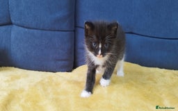 Ragdoll cats for sale: Half Ragdoll -one black boy - Image 26