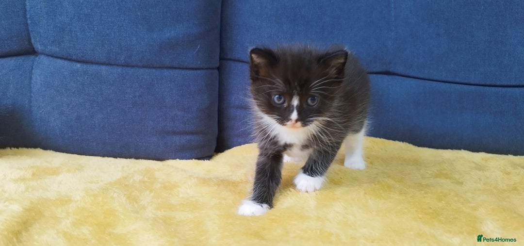 Ragdoll cats for sale: Half Ragdoll -one black boy - Image 26