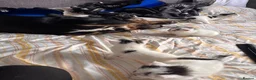 Mixed Breed cats for sale: kittens ready 16/10 - Advert 23