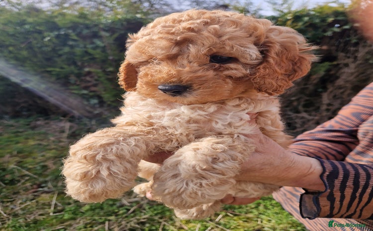 Cockapoo dogs - Advert 1