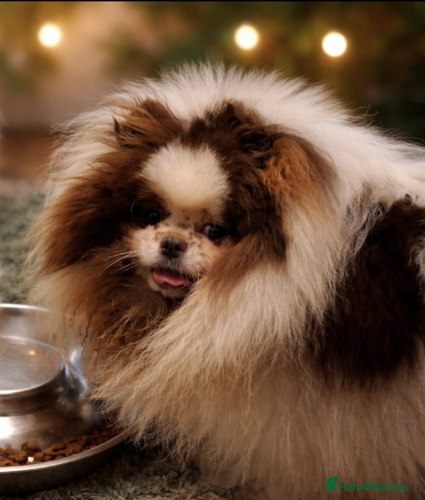 Pomeranian dogs 5 year old pomeranian girl parti chocolate  - Advert 8