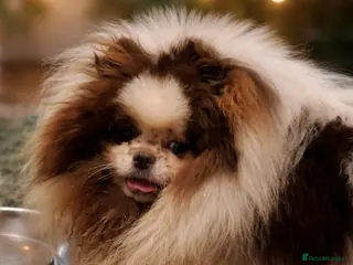 Pomeranian dogs 5 year old pomeranian girl parti chocolate - Advert 1