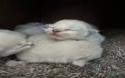Ragdoll cats for sale: 7 Gorgeous Ragdoll Kittens - Image 5