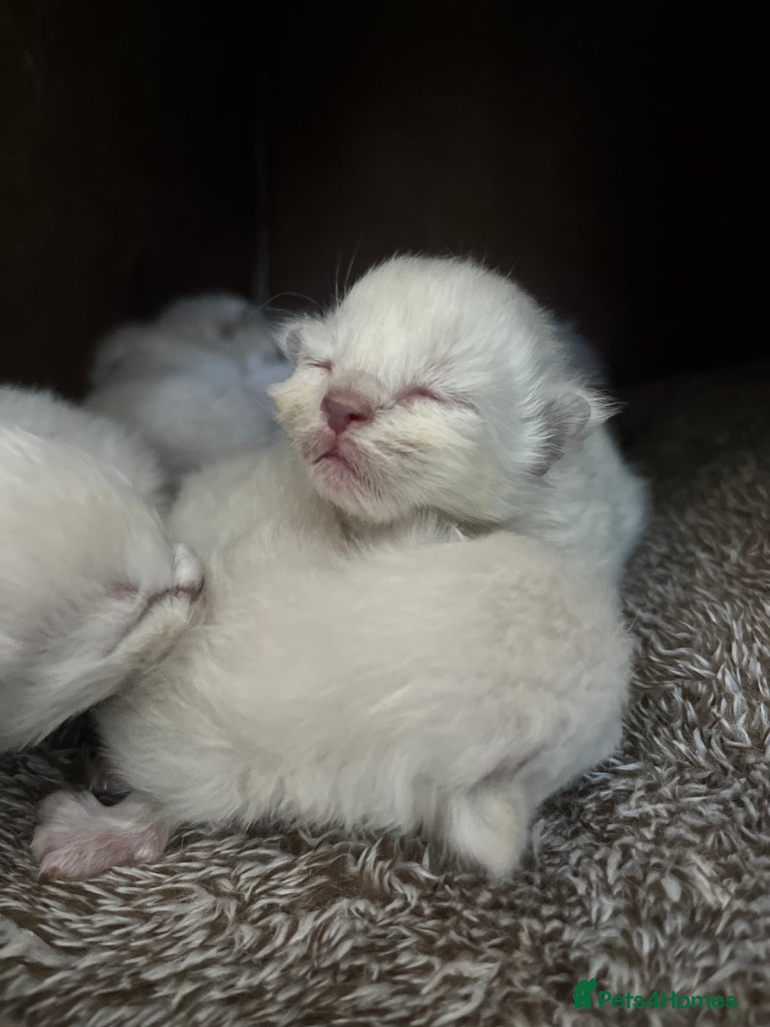 Ragdoll cats for sale: 7 Gorgeous Ragdoll Kittens - Image 5