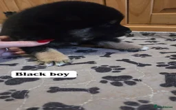 Japanese Shiba Inu dogs for sale: Shiba Inu – 5 Puppies  - Advert 3