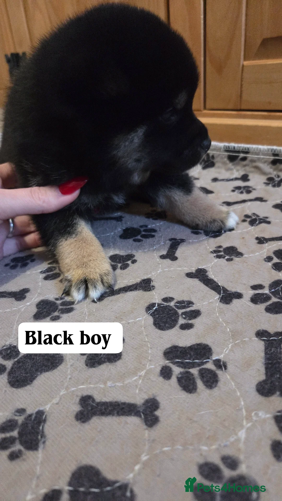 Japanese Shiba Inu dogs for sale: Shiba Inu – 5 Puppies  - Advert 3