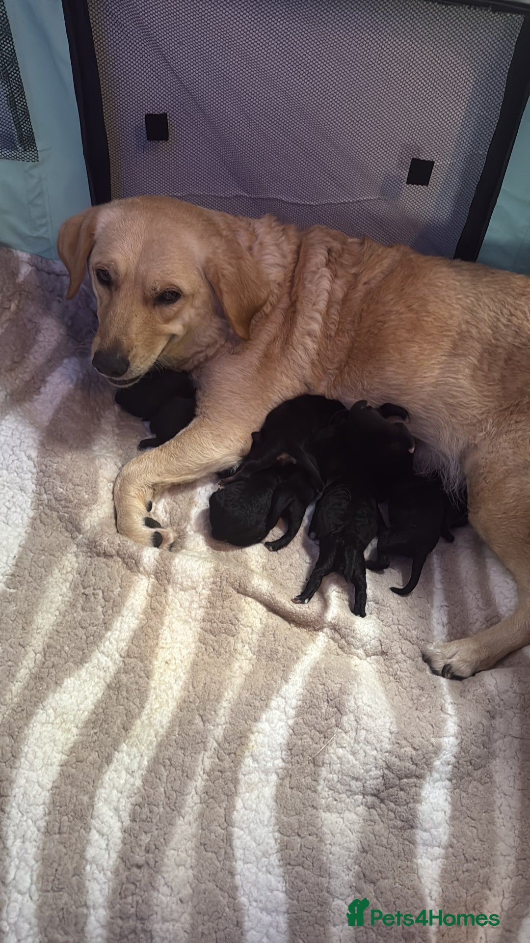 Goldador dogs for sale: Goldador puppies for sale  - Image 2