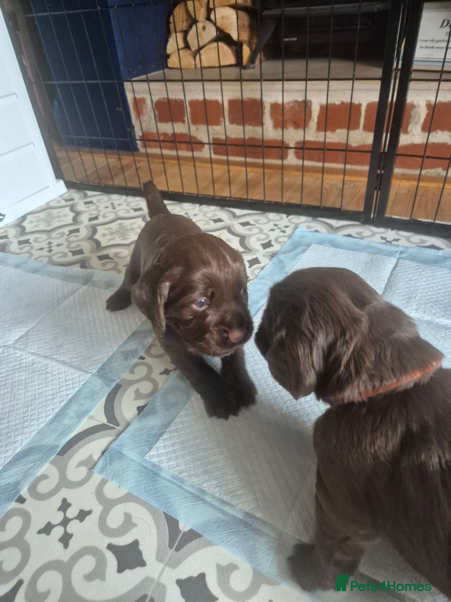 Cocker Spaniel dogs Chocolate Working Cocker Spaniel Puppies For Sale - Advert 2