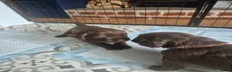 Cocker Spaniel dogs for sale: Chocolate Working Cocker Spaniel Puppies For Sale - Advert 2