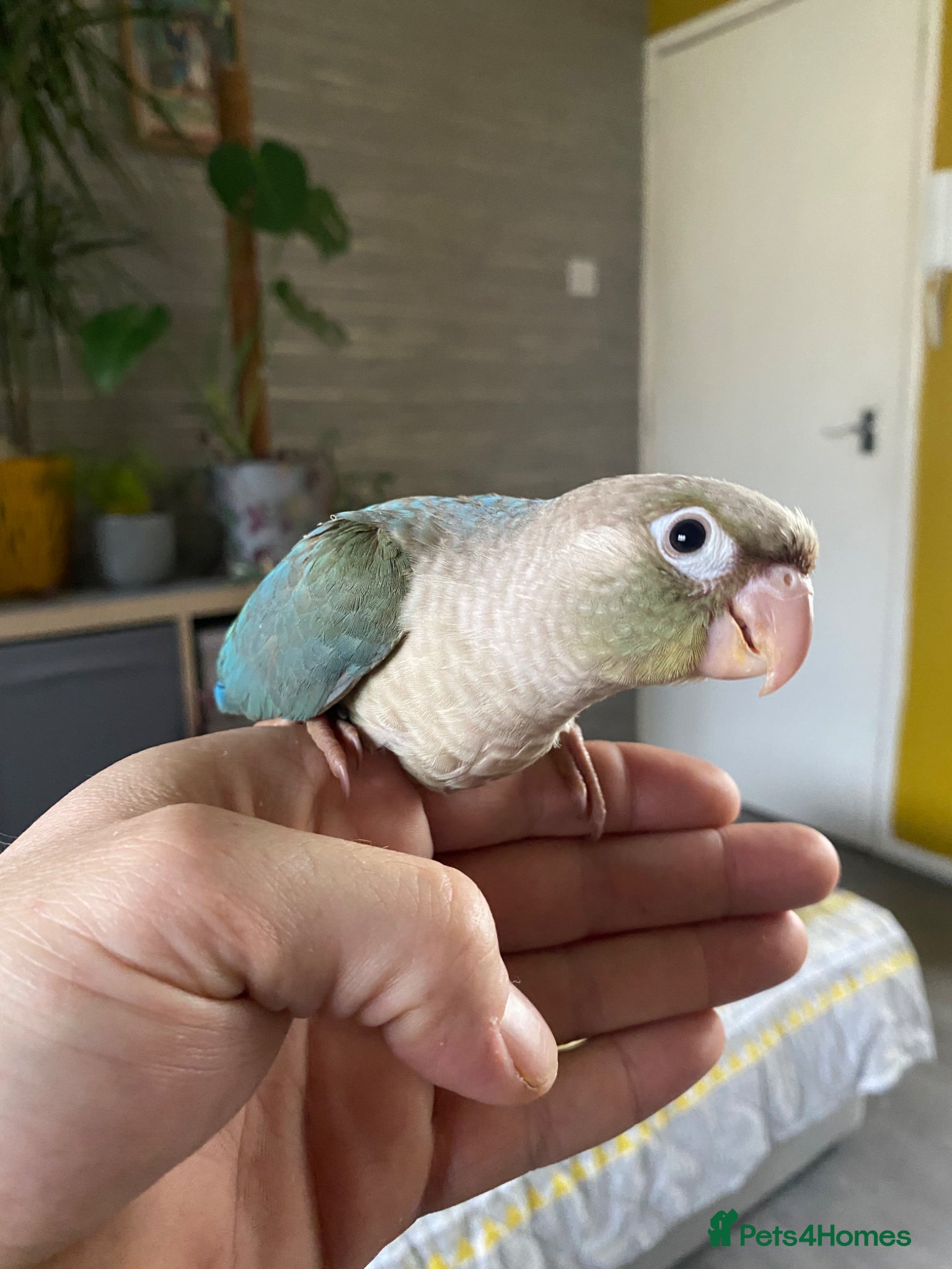 Conures birds Hand tame Green Cheek Conures - Advert 14