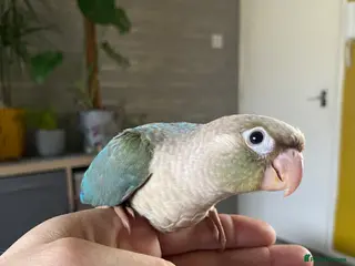 Conures birds Hand tame Green Cheek Conures - Advert 2