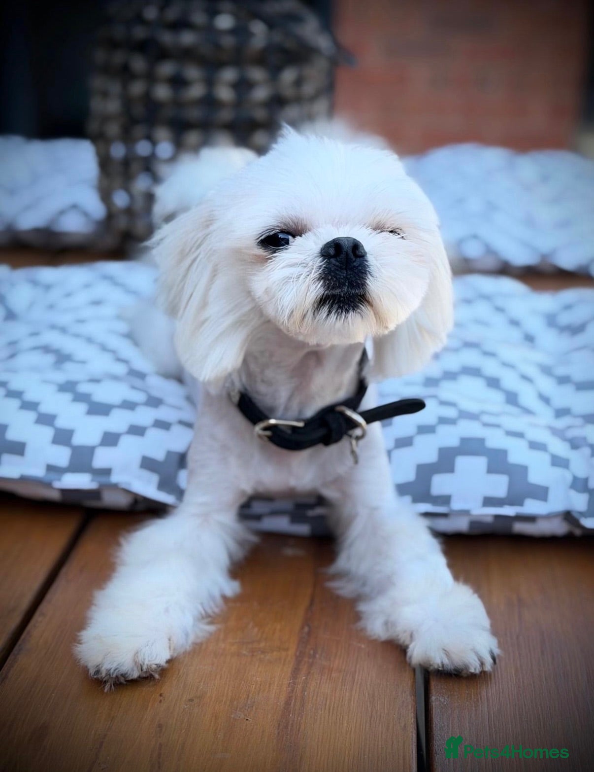 Maltese dogs Exceptional Korean Maltese stud - Advert 18