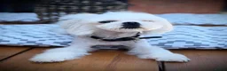 Maltese dogs for stud: Exceptional Korean Maltese stud - Advert 1
