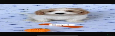 Cavachon 1