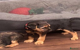 Border Terrier dogs for sale: Border Terrier Pups - Image 39
