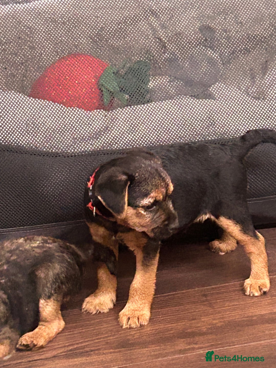Border Terrier dogs for sale: Border Terrier Pups - Image 39