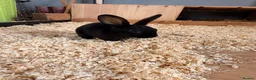 Rex rabbits for sale: Rex rabbits  - Advert 4