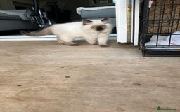 Ragdoll cats for sale: Pure breed ragdolls - Image 6