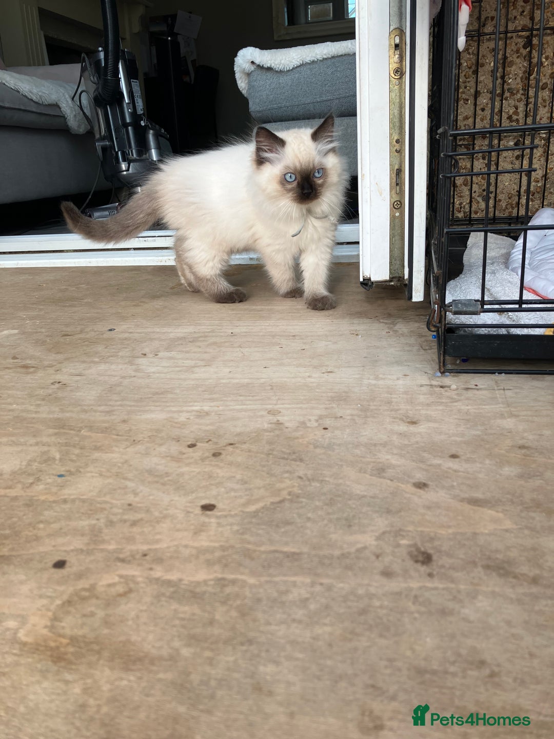 Ragdoll cats for sale: Pure breed ragdolls - Image 6
