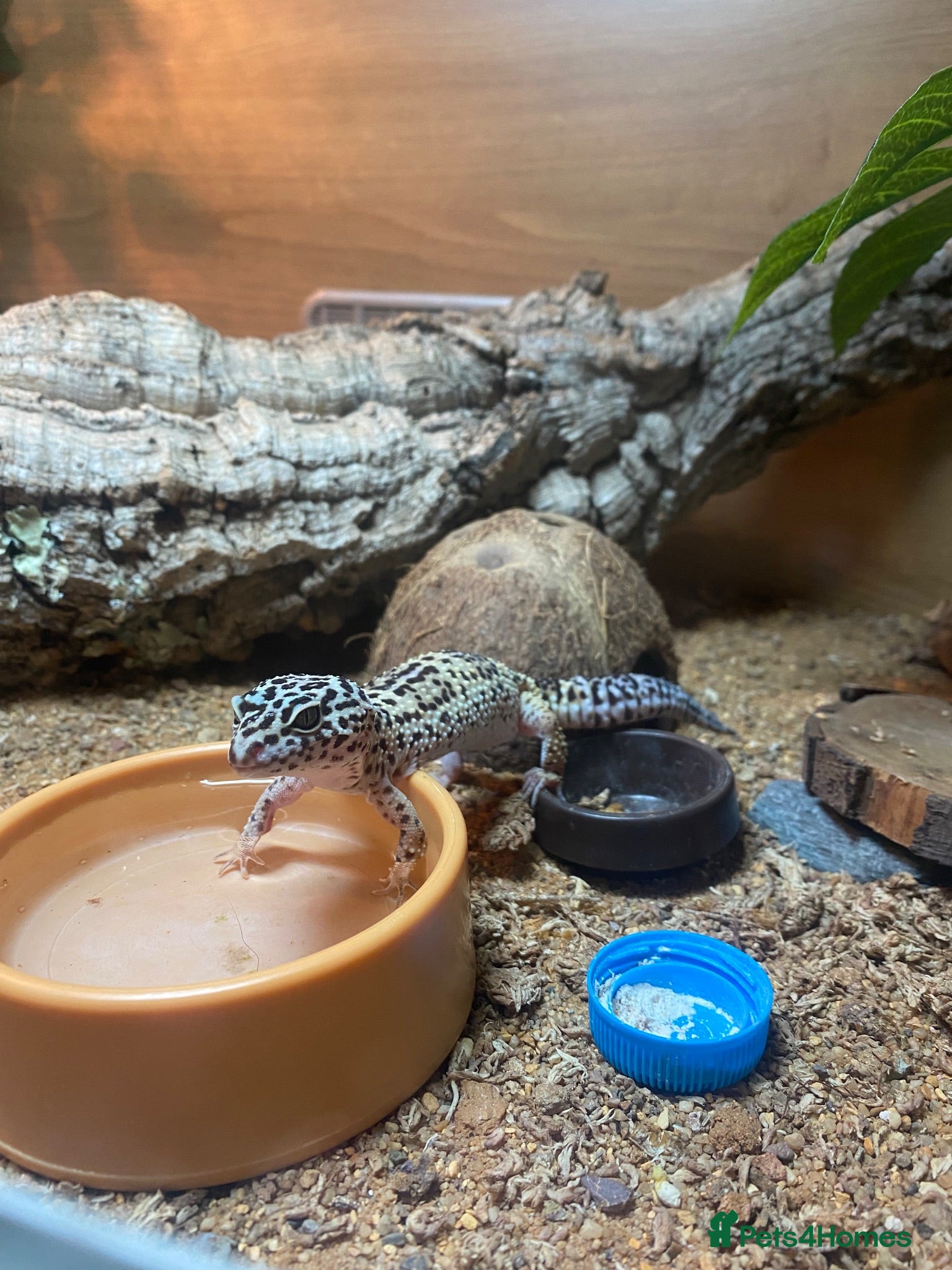 Leopard Gecko reptiles 🦎 TWO FEMALE LEOPARD GECKOS + STARTER KIT 🦎 - Advert 3